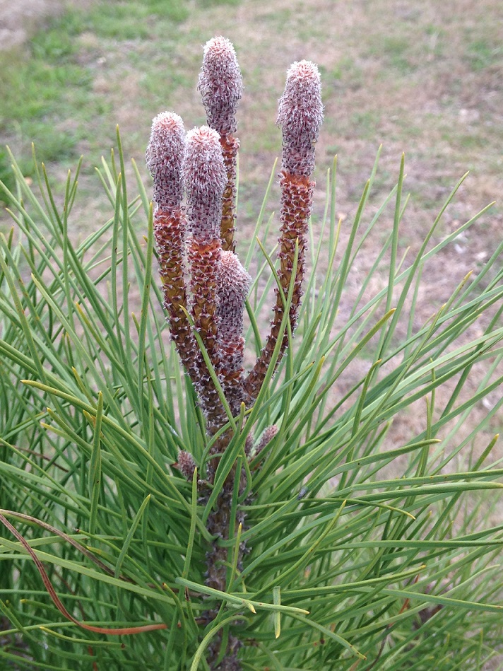 00s Italian Stone Pine growing