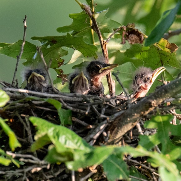 Mockingbird nest (2)