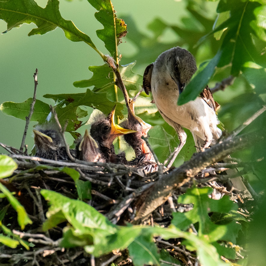 Mockingbird nest (1)