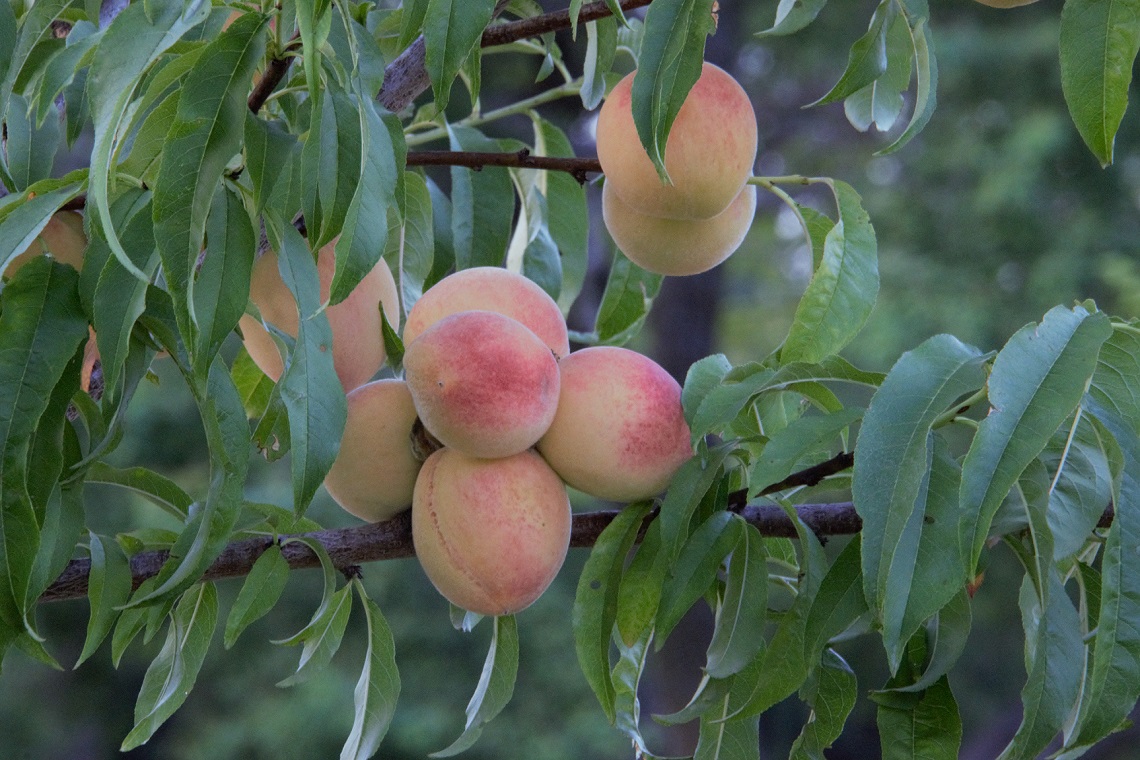 00s Peaches