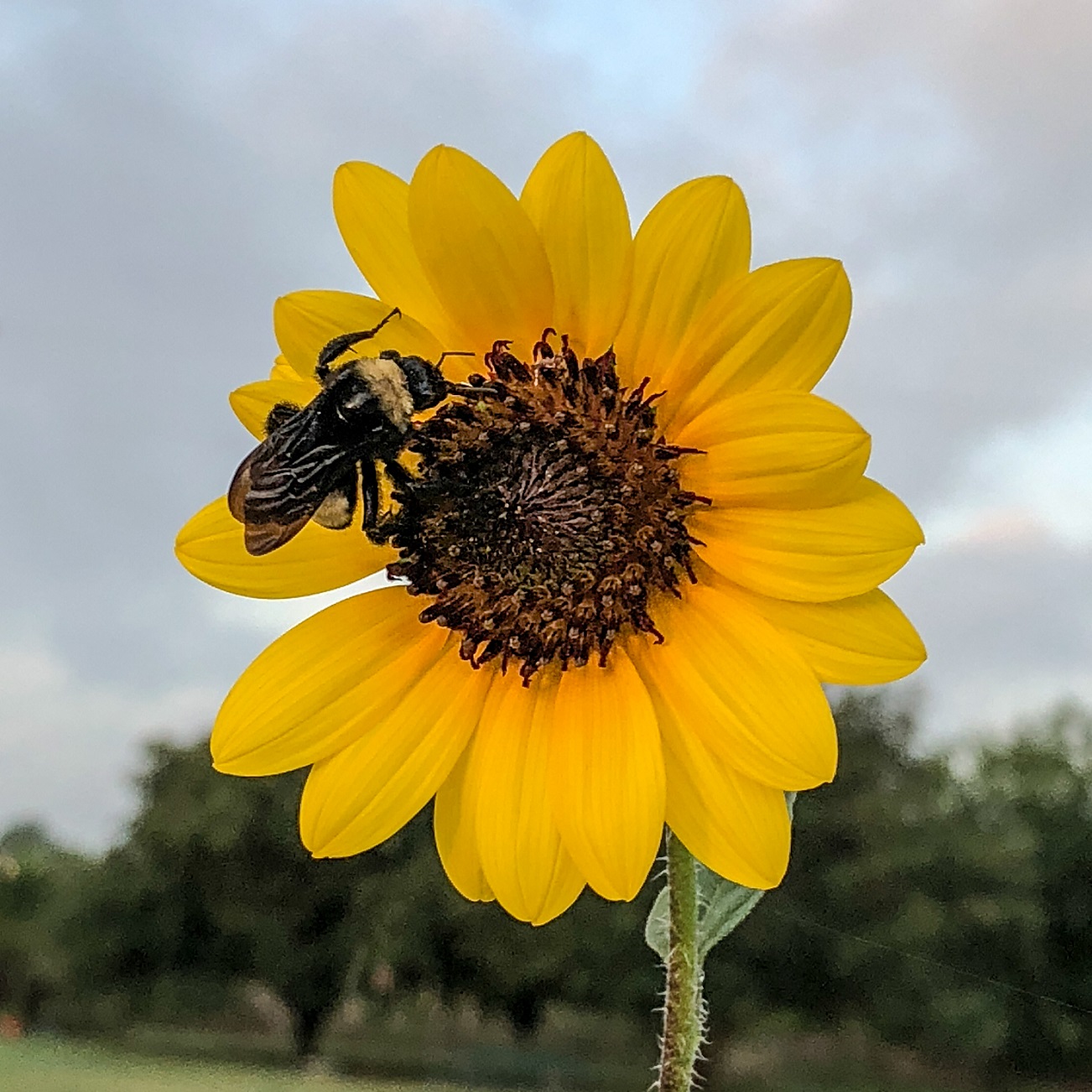 Sunflower with Bee (1)