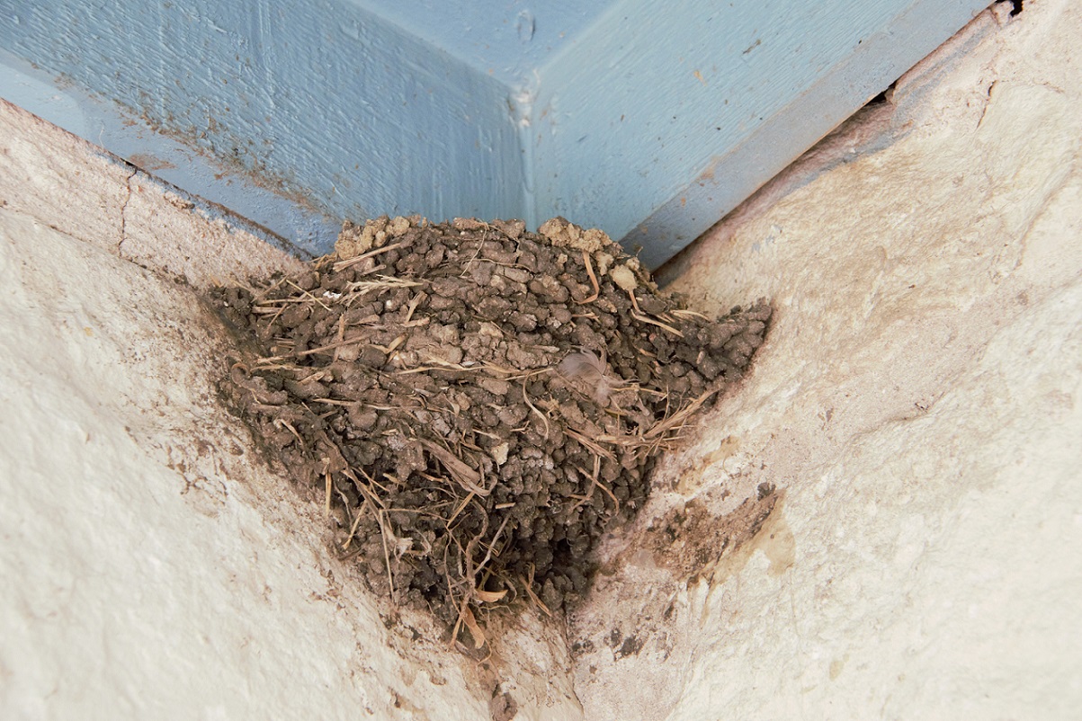 00s Swallow Nest