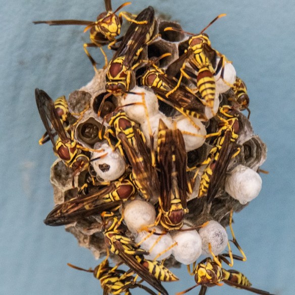 TreshaBarger-Renewal-2018-wk26-1