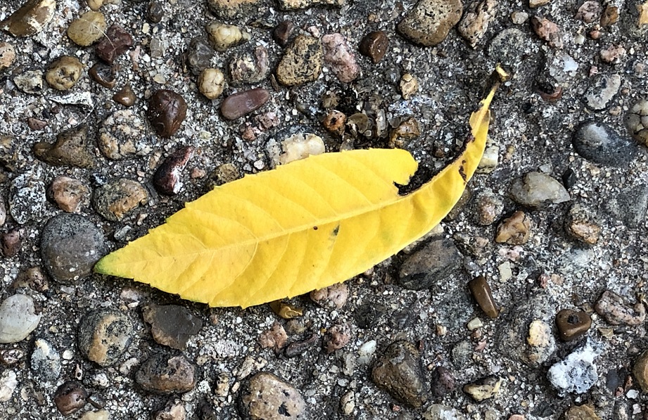 00s Yellow Leaf