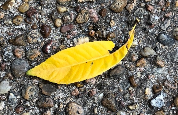 00s Yellow Leaf