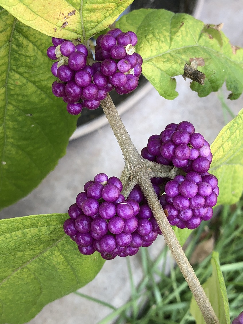 00s American Beautyberry