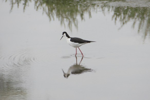 00s Bird - Black necked stilt (4)