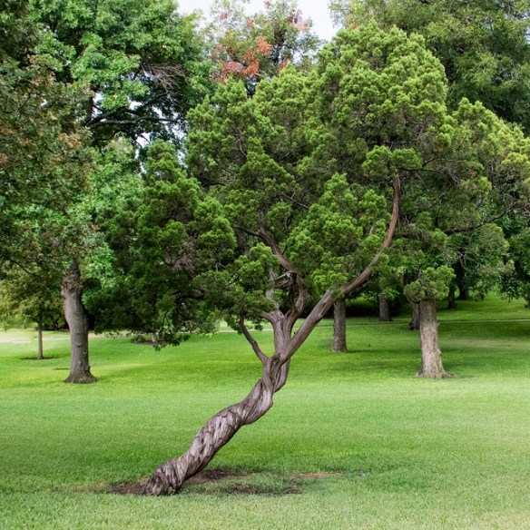 On the grounds of the Texas Capitol
