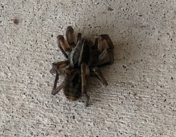 00s Spider on front porch