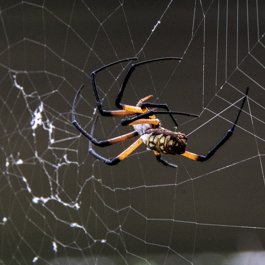 Argiope aurantia