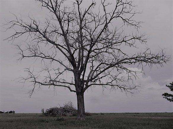 00s Dead Tree - Slate