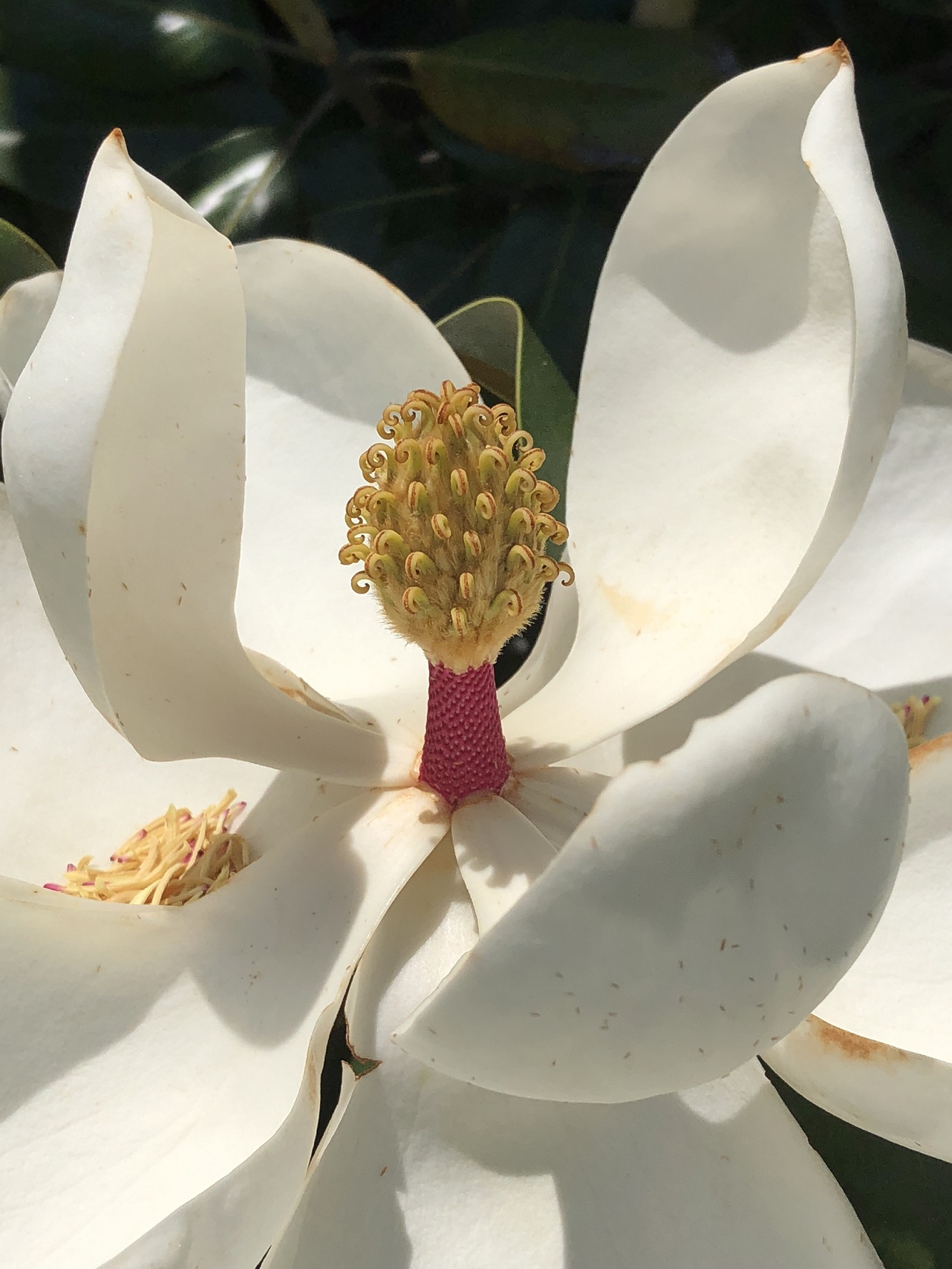 00s Magnolia Blossom