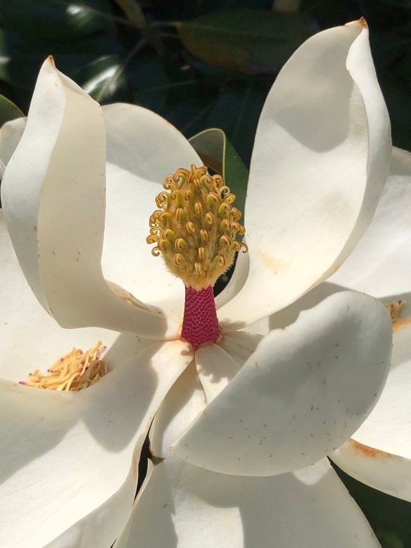00s Magnolia Blossom