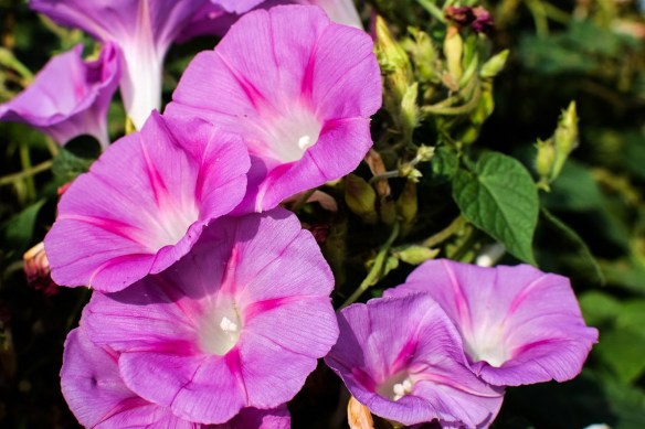 00s Morning Glories (4)