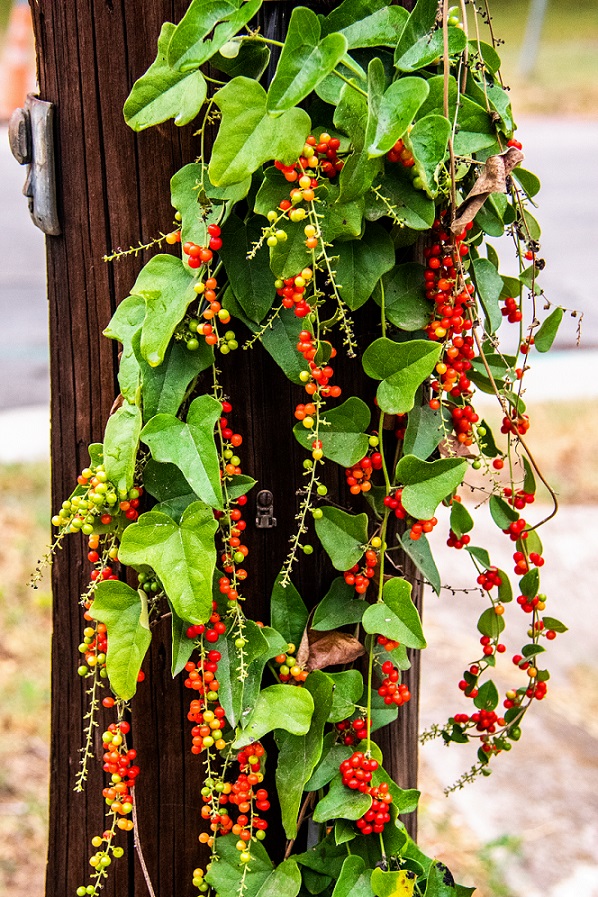 Plant on Utility Pole (1)