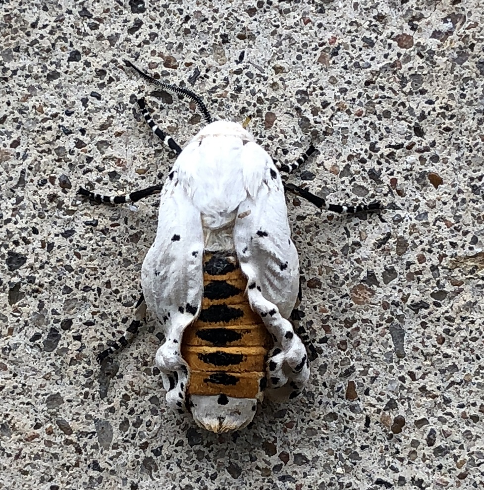 00s Salt Marsh Moth (3)