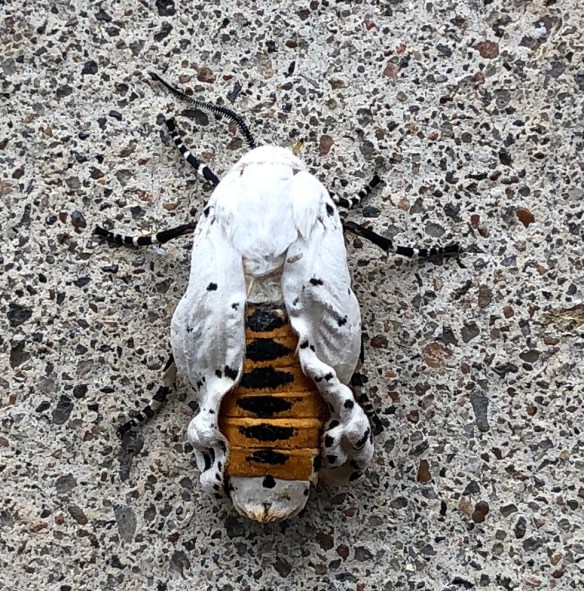 00s Salt Marsh Moth (3)