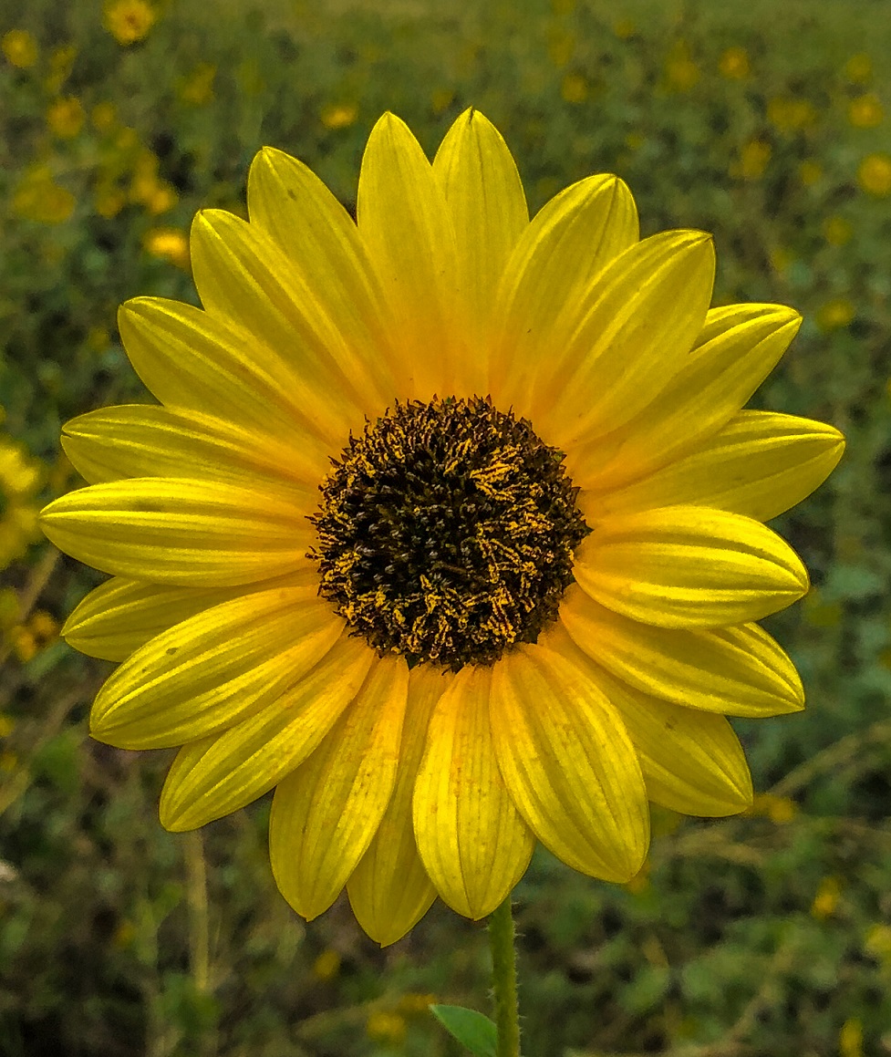 Sunflower in September