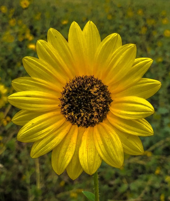 Sunflower in September