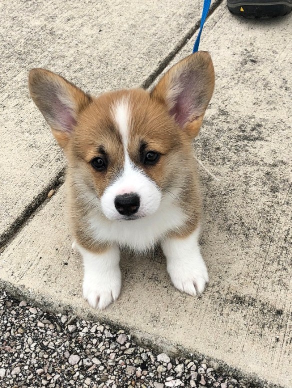 00s Little corgi at the vets