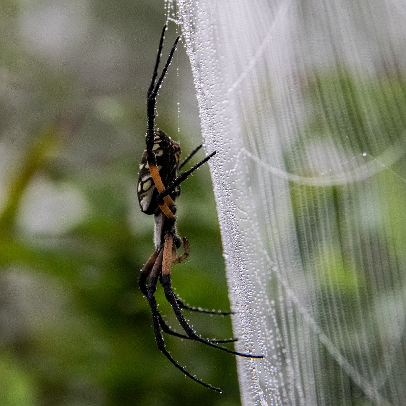 Argiope aurantia