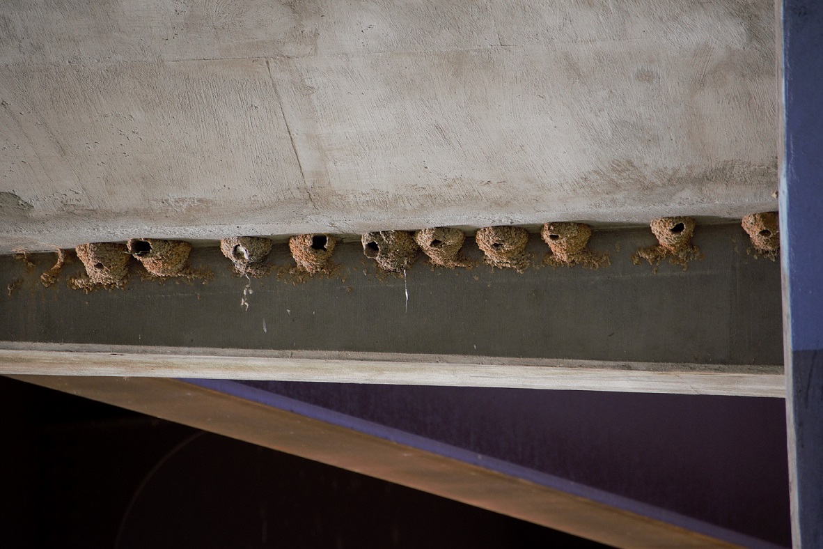 Swallow nests at Lady Bird Lake (1) (2)