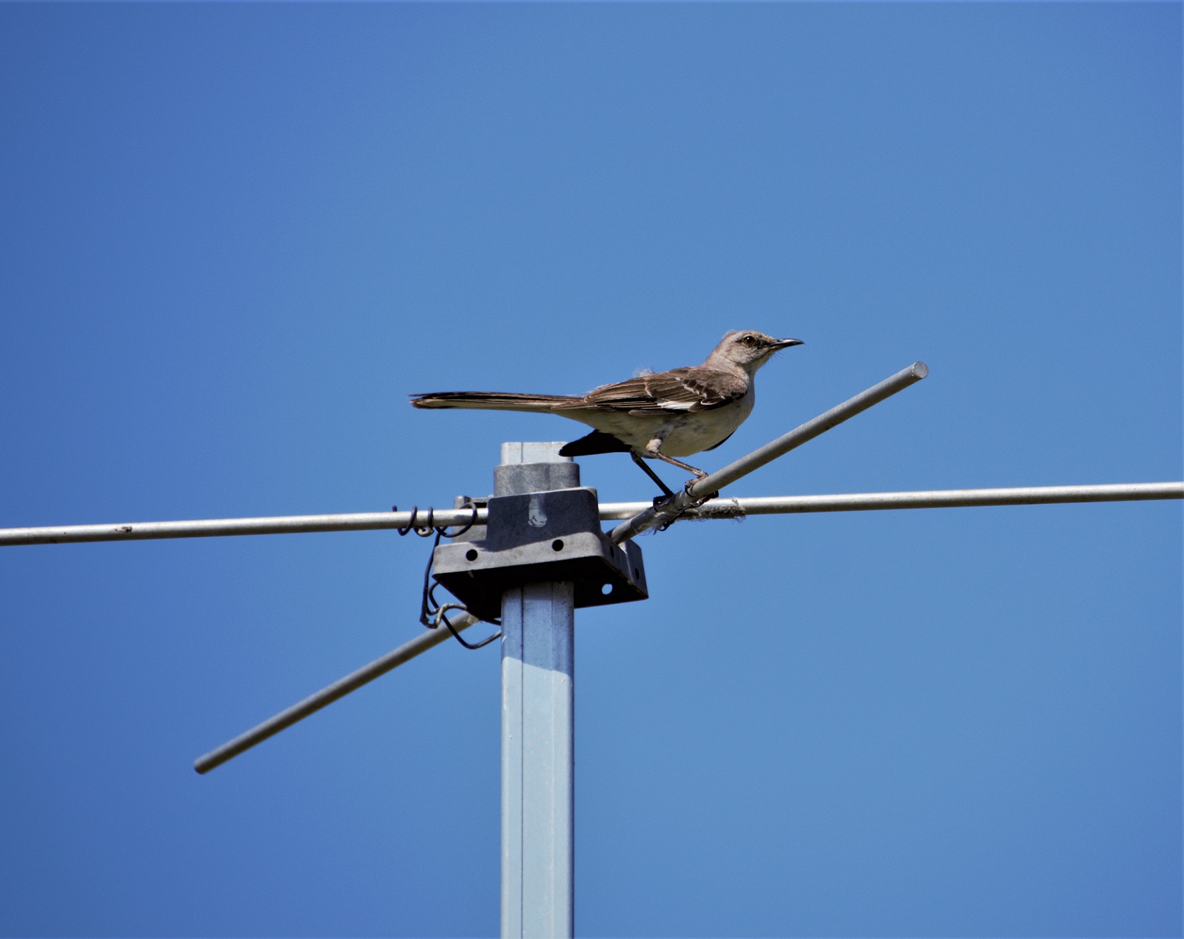 Mockingbirds | It's a long story