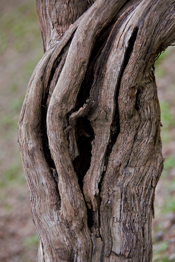 Tree Trunk (2) | It's a long story