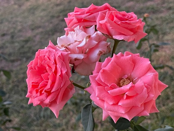 Climbing Roses | It's a long story